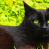 why do cats usually have green eyes