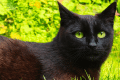 why do cats usually have green eyes