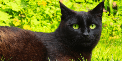 why do cats usually have green eyes
