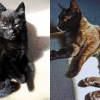why do some black cats have stripes