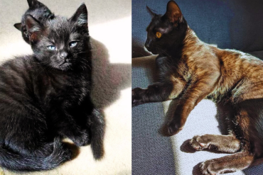 why do some black cats have stripes