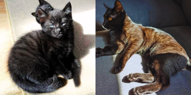 why do some black cats have stripes