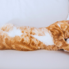 why doesn't my cat sleep with me at night?