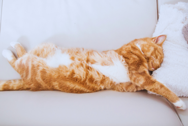 why doesn't my cat sleep with me at night?