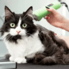 Can I shave my cat?