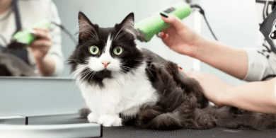 Can I shave my cat?
