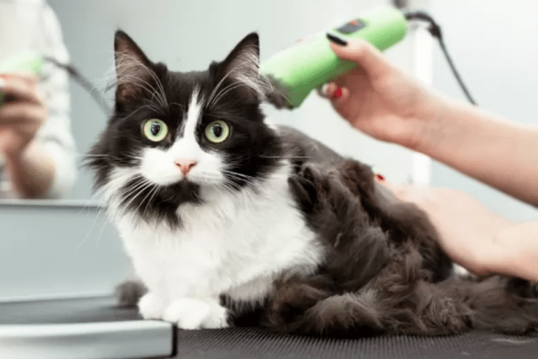Can I shave my cat?