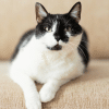 black and white cat coat patterns