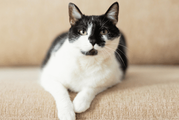 black and white cat coat patterns
