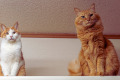 should I get a second cat