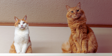 should I get a second cat