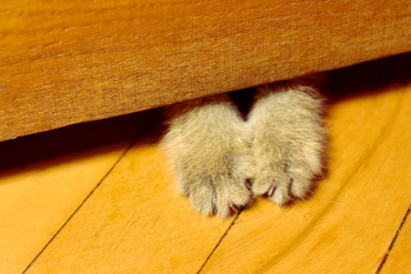why do cats paw under doors?