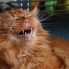 cat colds and respiratory infections