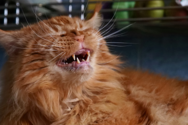 cat colds and respiratory infections