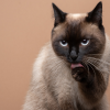 How cats destress themselves