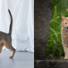 common cat sounds