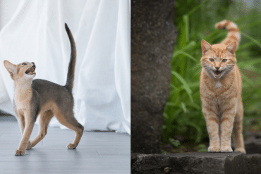 common cat sounds