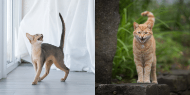 common cat sounds
