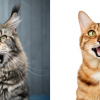 the most talkative cat breeds