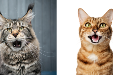 the most talkative cat breeds