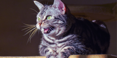 why do cats make the eek eek eek sound