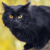 why do people think black cats are bad luck