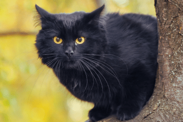 why do people think black cats are bad luck