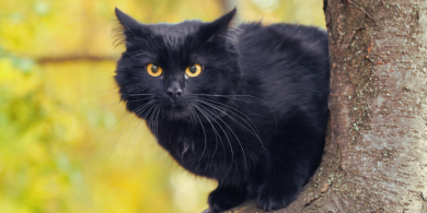 why do people think black cats are bad luck