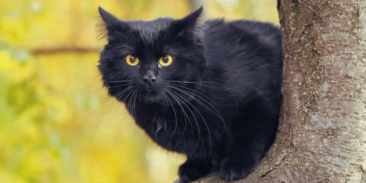 A beautiful black cat