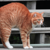 can cats sense bad people?