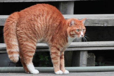 can cats sense bad people?