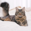 why do cats love to help you make the bed
