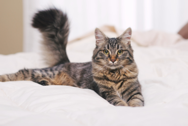 why do cats love to help you make the bed