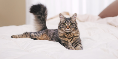why do cats love to help you make the bed
