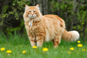 what are the fluffiest cat breeds?