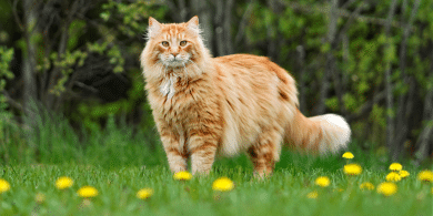 what are the fluffiest cat breeds?