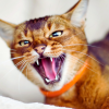 why are cat bites so badly linked to infection?