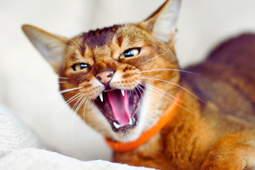 why are cat bites so badly linked to infection?
