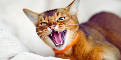why are cat bites so badly linked to infection?