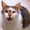 why do cats caterwaul