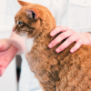 how to give your cat medicine