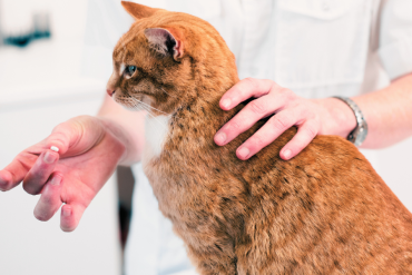 how to give your cat medicine