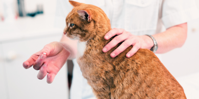 how to give your cat medicine