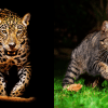 similarities between big cats and house cats