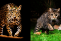 similarities between big cats and house cats