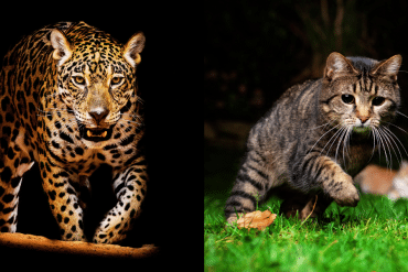 similarities between big cats and house cats