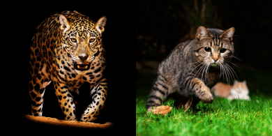 similarities between big cats and house cats