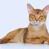 facts about abyssinian cats