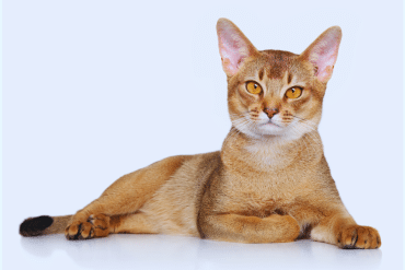 facts about abyssinian cats