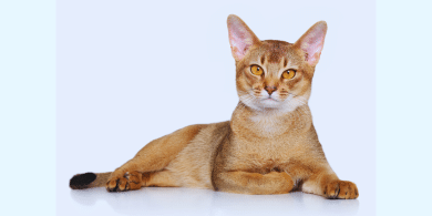 facts about abyssinian cats